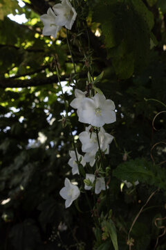 White campanula flowers blooming in a lush green garden