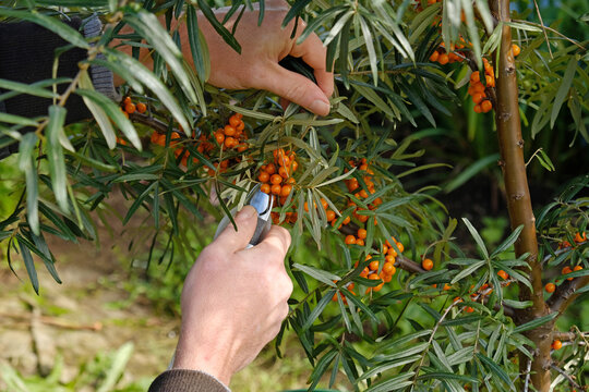 Sea buckthorn berries harvested from a thorny branch with a specialized berry-picking tool during the seasonal agricultural harvest. Hippophae rhamnoides a natural superfood, medicinal plant.