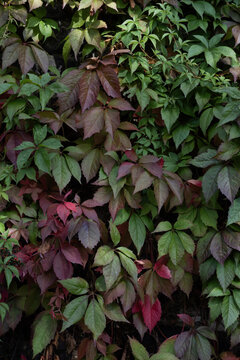 Virginia creeper vine changing colors in autumn, a natural wall texture background