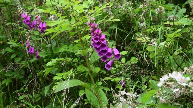 well lit close shot of pink foxgloves blowing gently in a breeze whilst surrounded by various greenery