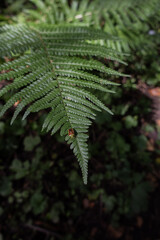 Green fern frond with a stink bug resting on it © Pavlo