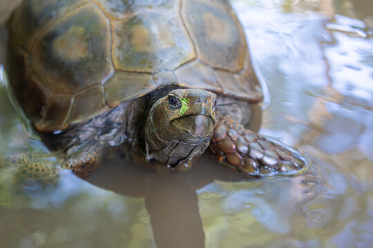 Turtle floating in water with its head above surface