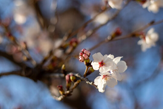 Single cherry blossom flower with buds in soft sunlight
