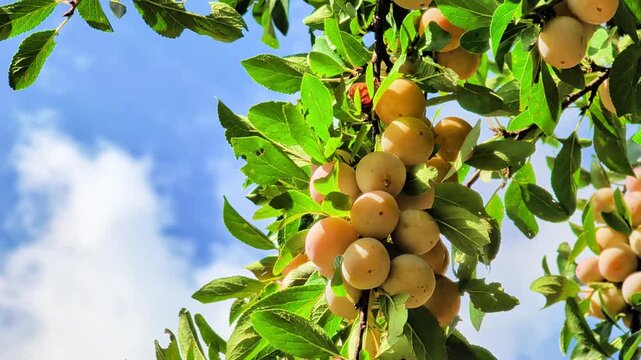 Ripe golden mirabelle plums growing on a tree in a sunny orchard, showing an abundant seasonal fruit harvest and fresh organic produce ready for picking in the French countryside