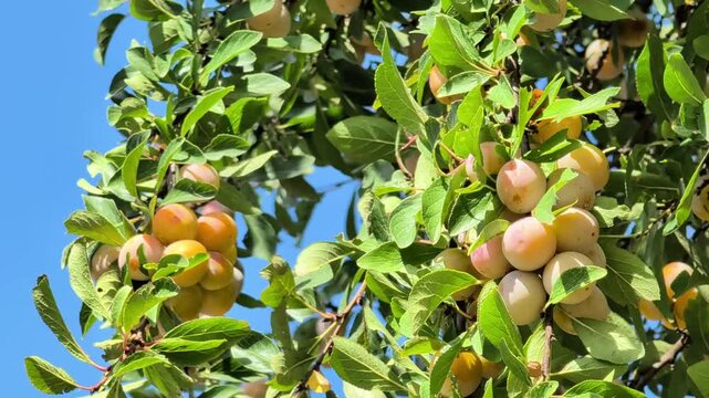 Close up of ripe golden mirabelle plums growing on branches in a sunny orchard, showcasing fresh organic fruit, seasonal harvest and traditional agriculture in the French countryside