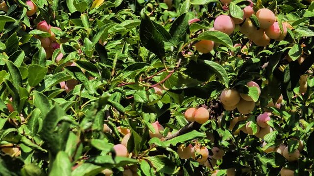Ripe golden mirabelle plums growing on branches in a sunny orchard, showcasing fresh organic fruit, seasonal harvest and traditional agriculture in the French countryside