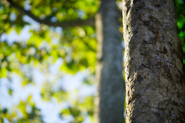 Fototapeta premium Close-up of tree trunk with textured bark against blurred green foliage background