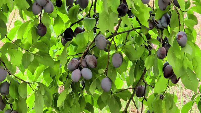 Ripe purple plums hanging from the leafy branches of a fruit tree on sunny day, showcasing a dense harvest of fresh orchard produce in a natural outdoor setting
