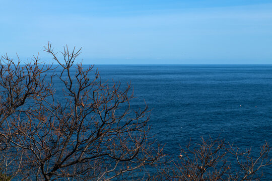 Bare Tree Branches Framing Vast Blue Ocean Horizon
