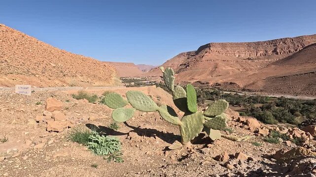 Prickly pear cactus above the oasis and canyon road, Ziz Canyon, Errachidia, Draa-Tafilalet, Morocco