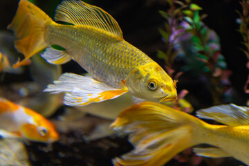 Golden Longfin Koi Fish Swimming Gracefully in Planted Aquarium © 안구정화