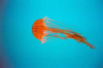 Orange striped jellyfish against the deep blue water background  © Simeon