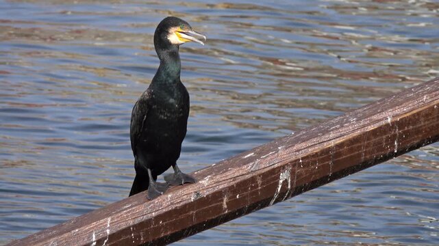 Aerial view of a black cormorant perched on a weathered wooden beam above the water in Porto, Porto District, Portugal.