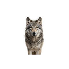 Majestic gray wolf head portrait on transparent background © Phan