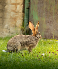 rabbit in the grass © Daniel van Niekerk
