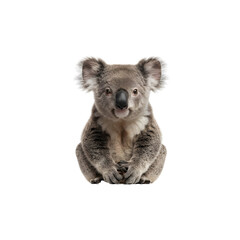 Cute koala sitting and looking forward on transparent background © Phan