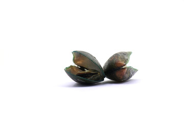 These bivalve mollusks are commonly harvested for food. . mussels on a white background © Pisan
