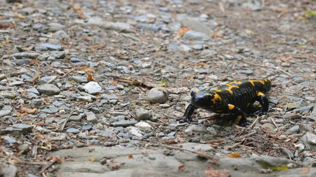 Fire salamander on a forest trail