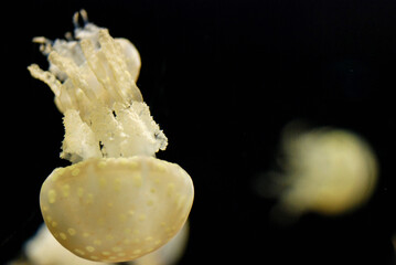 Spotted Jellyfish drifting gracefully through the aquarium © Kimiyo Tsujimoto