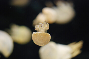 Spotted Jellyfish drifting gracefully through the aquarium © Kimiyo Tsujimoto