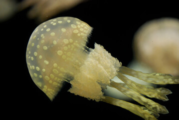 Spotted Jellyfish drifting gracefully through the aquarium © Kimiyo Tsujimoto
