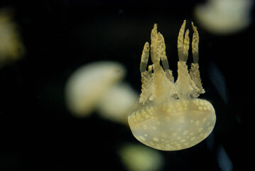 Spotted Jellyfish drifting gracefully through the aquarium © Kimiyo Tsujimoto