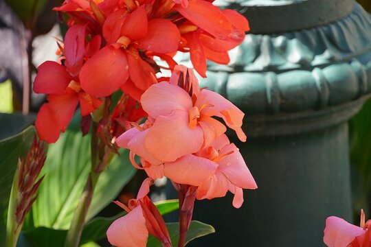 Red and pink canna lily flowers in the spring
