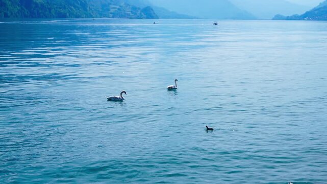 スイスのブリエンツ湖近郊の風景、春の晴れた朝