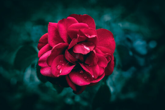 A close up of a red rose flower and green leaves with rain drops