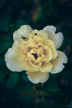 A close up of a yellow rose with rain droplets