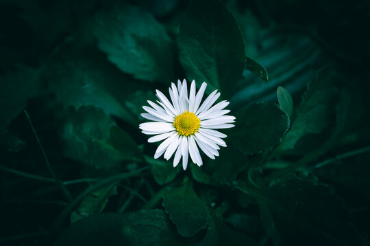A close up of a white daisy flower on a meadow