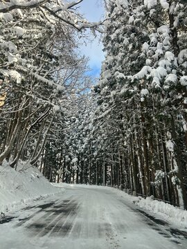 winter road in the forest