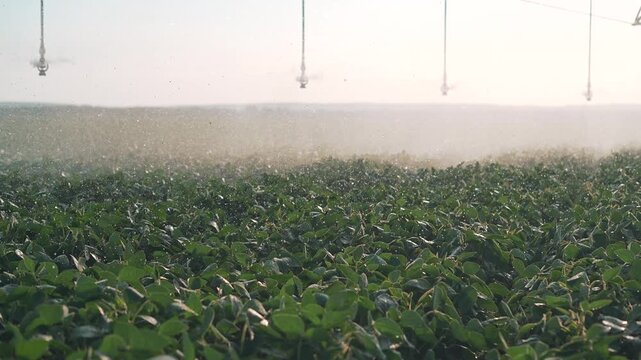 Sprinkler nozzles spray water over soybean field at sunrise. Irrigation system waters crop with mist. Soybean plants receive water spray. Farm sprinkler irrigates field. Agriculture watering tech.
