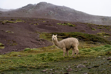 An alpaca stands on a mossy slope near Rainbow Mountain, Vicugna pacos in Peru © nexusby
