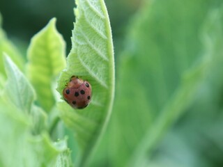 Close up macro shot of a spotted ladybug (Subcoccinella sp) hiding underneath a fresh green leaf in the outdoor garden, featuring soft natural lighting, selective focus, and lush foliage background © Eka