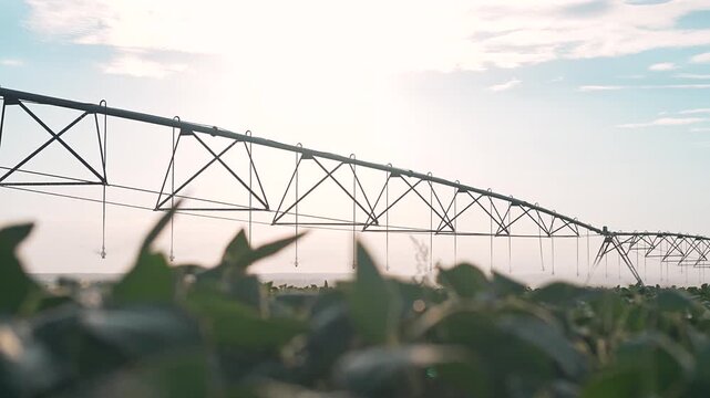 Industrial irrigation system waters green soybean field. Agriculture irrigation technology sprays water. Modern system works at farm. Sprinklers help soybean growth. Irrigation machine feeds crop.