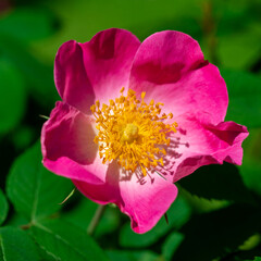 Naklejka premium Flower of the dog-rose close up. (rosa canina)