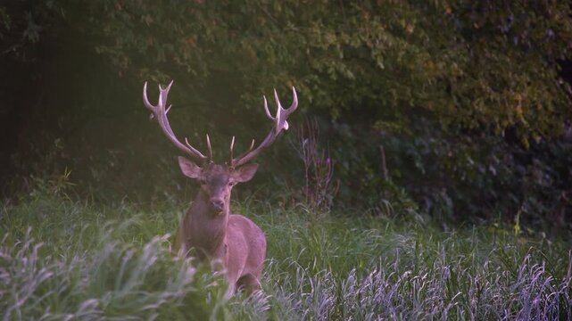 Stag Standing by a Lake in Rutting Season