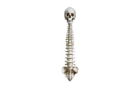 Anatomical human spine with skull, isolated on white background. Medical skeleton vertebrae column, anatomy study concept