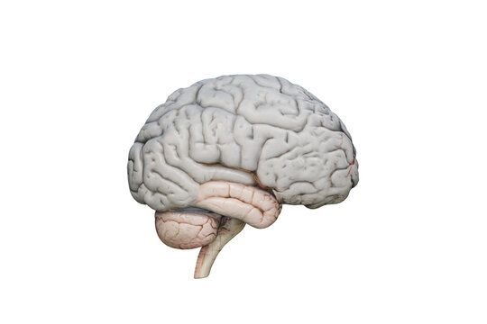 Human brain anatomy model isolated on white, realistic medical neuroscience concept, detailed cerebrum and brainstem photo