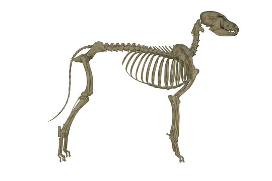 Realistic dog skeleton isolated on white, canine bone anatomy specimen, veterinary education concept photo