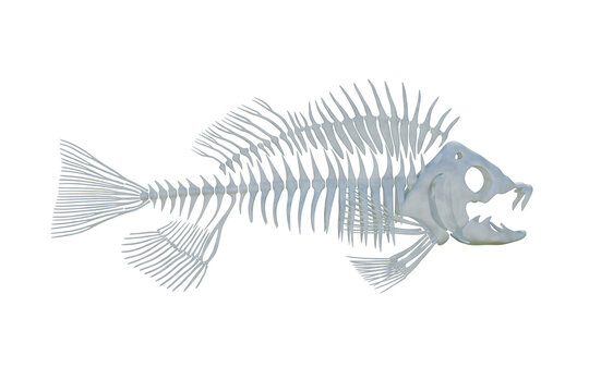 Minimal fish skeleton illustration, monochrome aquatic bone anatomy, isolated marine wildlife graphic on white background