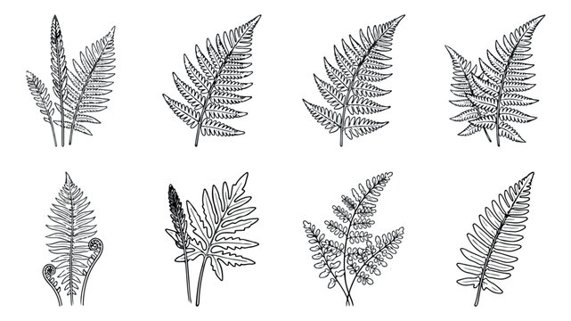Vintage fern leaf botanical illustrations, hand drawn forest foliage set of 8 vector icons, black ink line art plant fronds