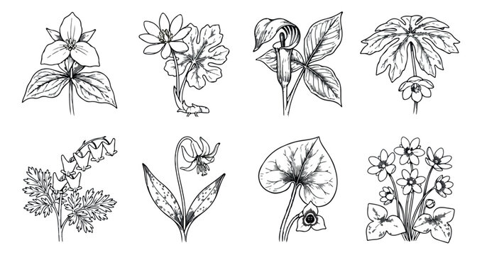 Vintage botanical wildflower illustrations, set of 8 hand drawn floral vectors, black and white garden plant sketches for wedding stationery
