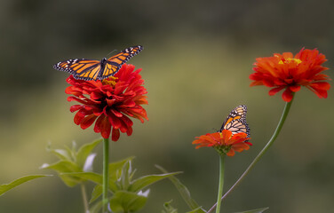 monarch butterflies on red and yellow flowers © Hal Moran