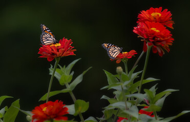 monarch butterflies on red and yellow flowers © Hal Moran