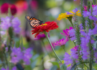 monarch butterflies on red and yellow flowers © Hal Moran