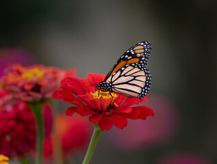 monarch butterflies on red and yellow flowers © Hal Moran