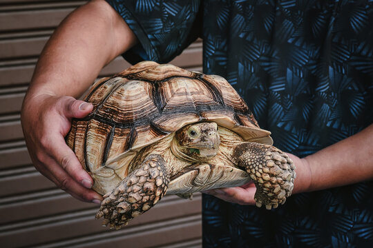Human holding large adult African Spurred Tortoise, showing quarter right side-angle profile detail of healthy reptile, highlighting gentle and careful handling practice for big turtle pet keeper
