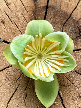 Tulip Poplar Flower on Cut Tree Stump